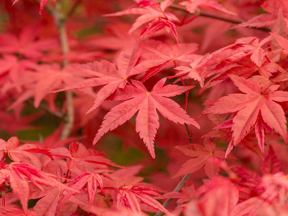 Ornamental Trees For Sale at Nicholsons of Oxfordshire.