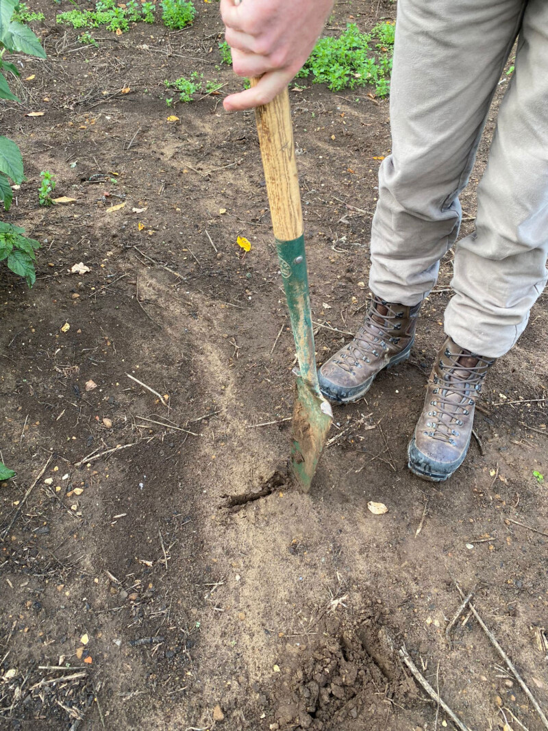 Planting Bare Root Trees - NICHOLSONS