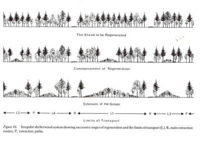 Continuous Cover Forestry - Nicholsons Forestry