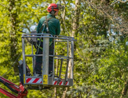 Understanding The Importance of Trees and Development