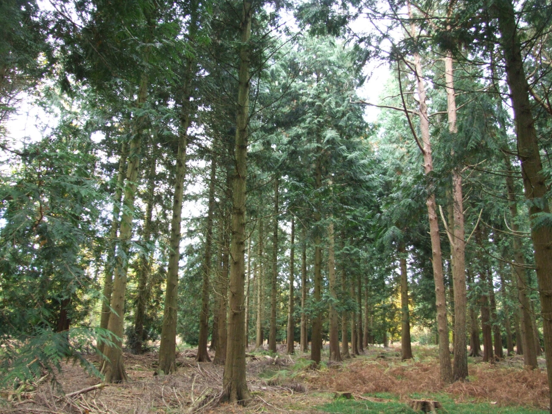 Forest Tree Series: Western Red Cedar - NICHOLSONS