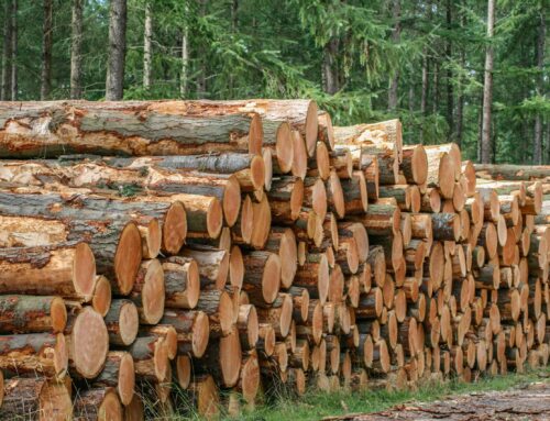 The Importance of Sustainable Timber Harvests