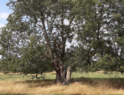 The Importance of Veteran Trees