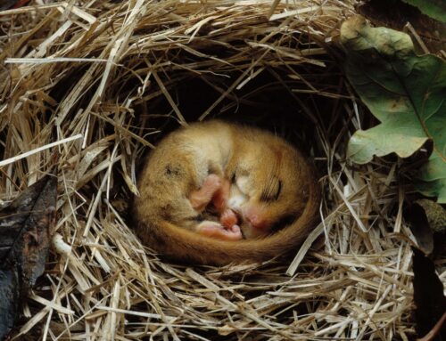 Protecting one of the UK’s Smallest and Rarest Mammal Species