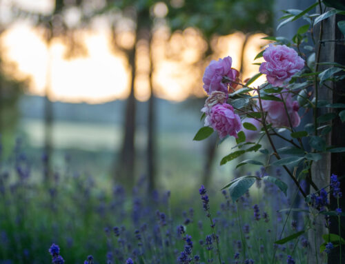 The Secret Language of Flowers