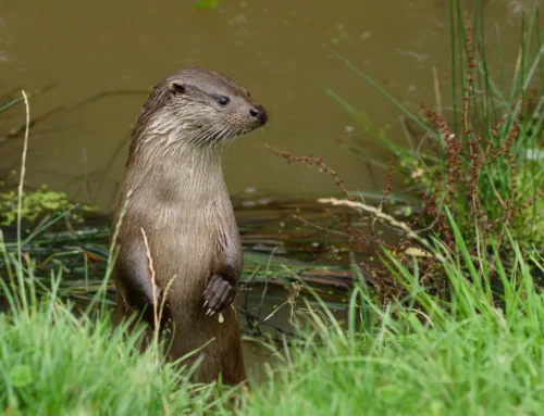 A Conservation Comeback: The Return of the Eurasian Otter